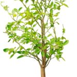 Rolling Metal Citrus Tree Planter Pot, 21″ Round Planter Box for Porch Patio & Backyard, 20 Gallon Large Planter Pot with Wheels for Growing Olive Trees Tomatoes Vegetables and Flowers, Olive Green